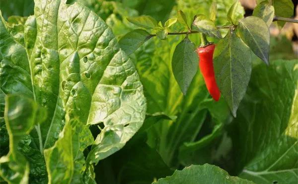 帶蟲(chóng)眼的蔬菜就是安全菜嗎？